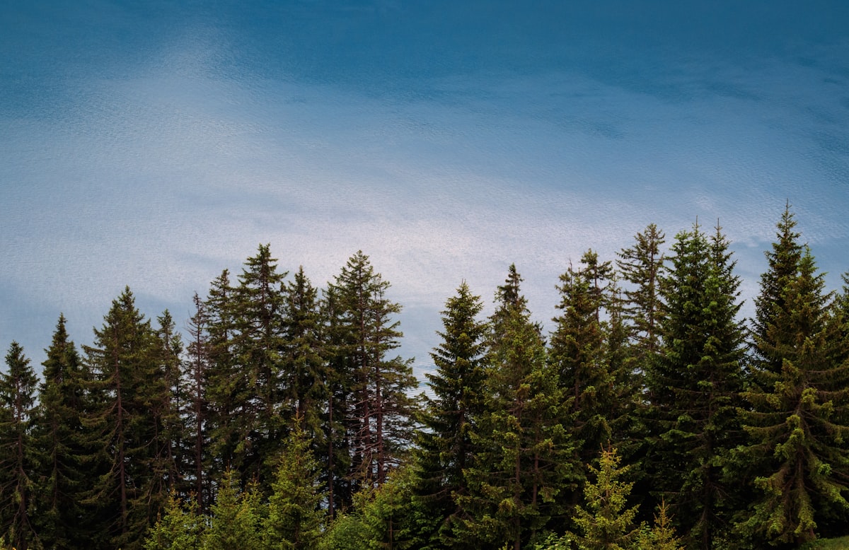 Larch trees in a mountain valley